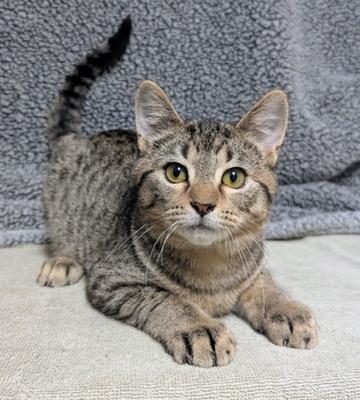 Enlarge Toastie, a Adoptable Domestic Short Hair in Little Falls, MN image 1/6