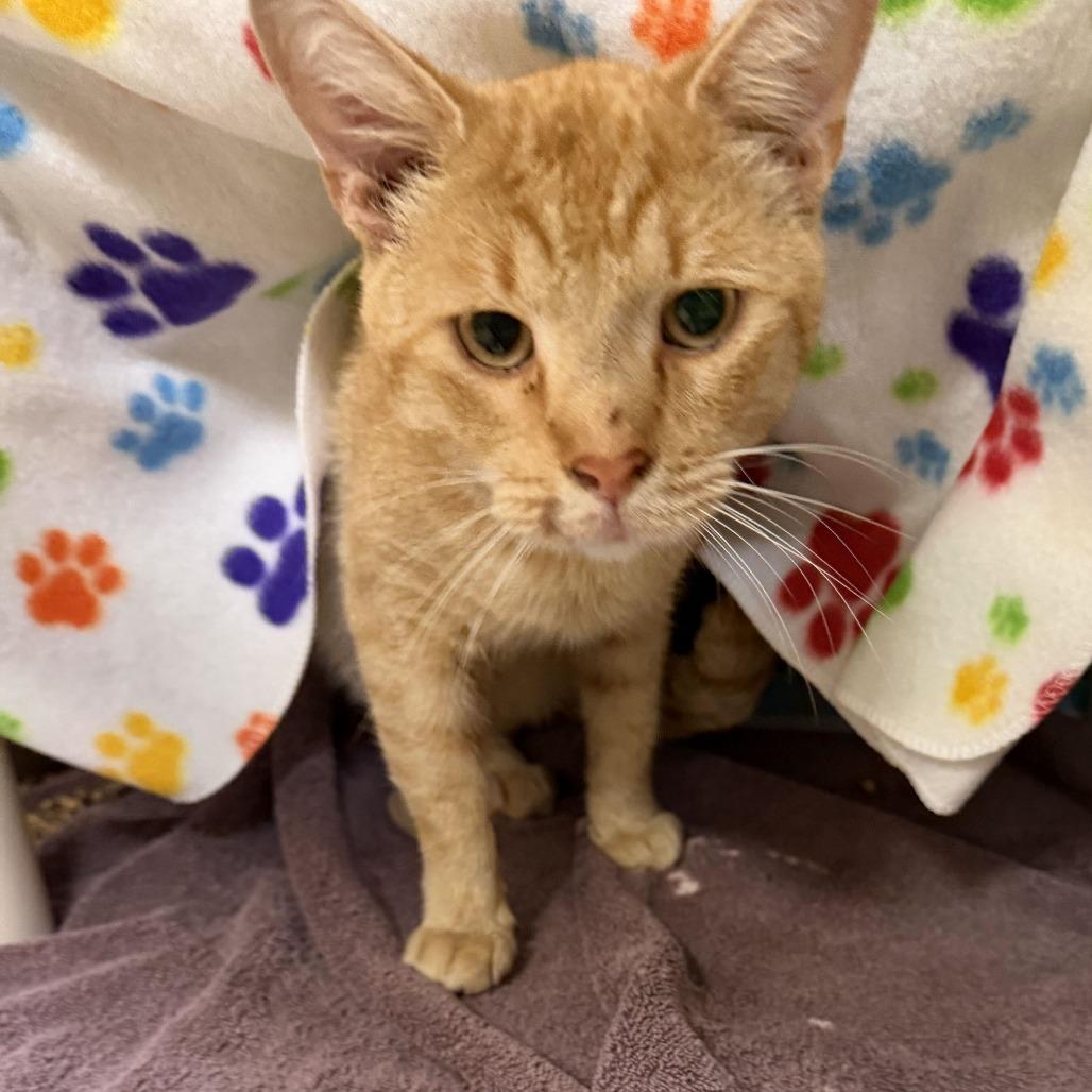 "Frito", Adoptable, Adult Male Domestic Short Hair.