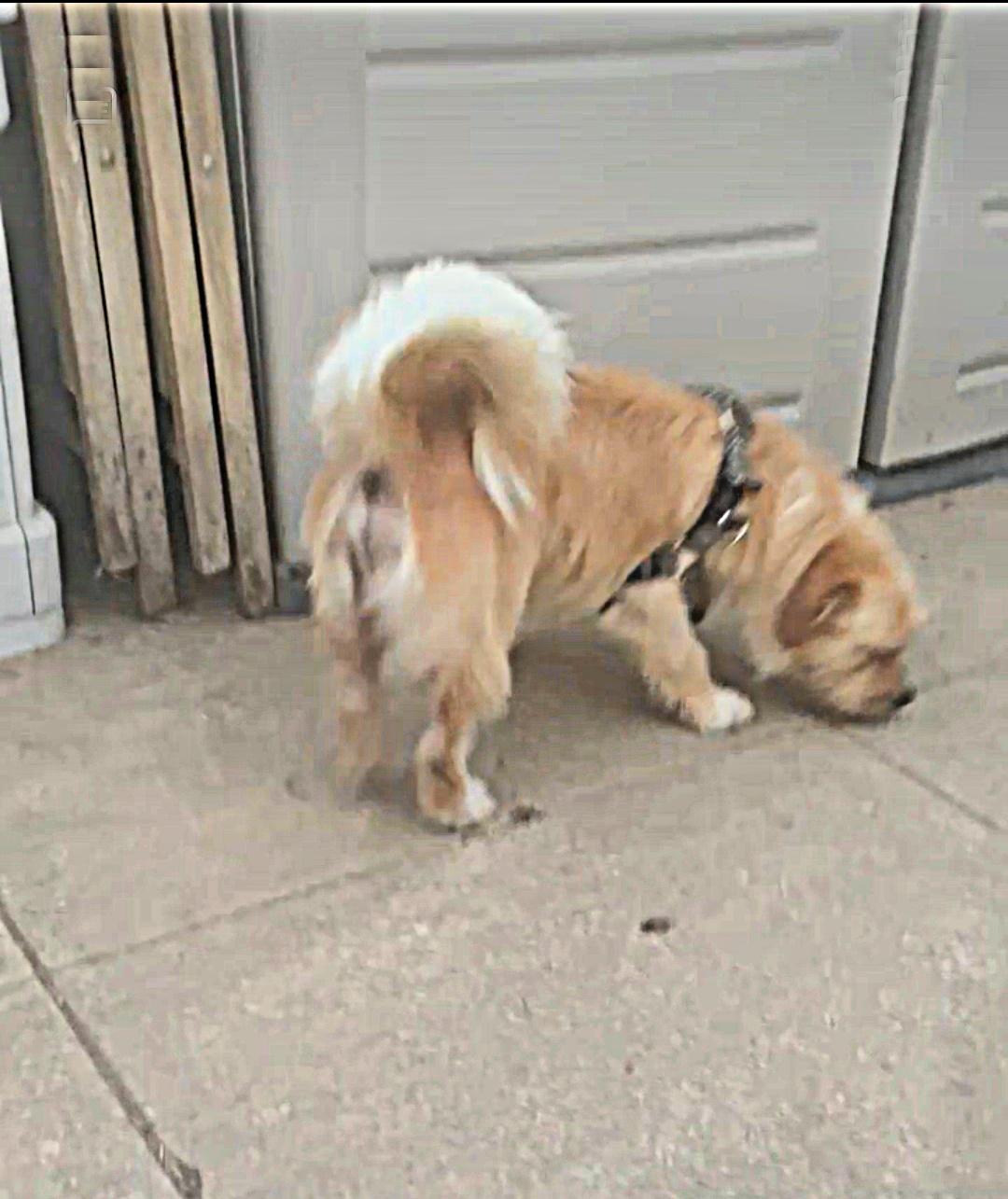 Rufus is very mellow, Adoptable, Young Male Shih Tzu & Terrier.