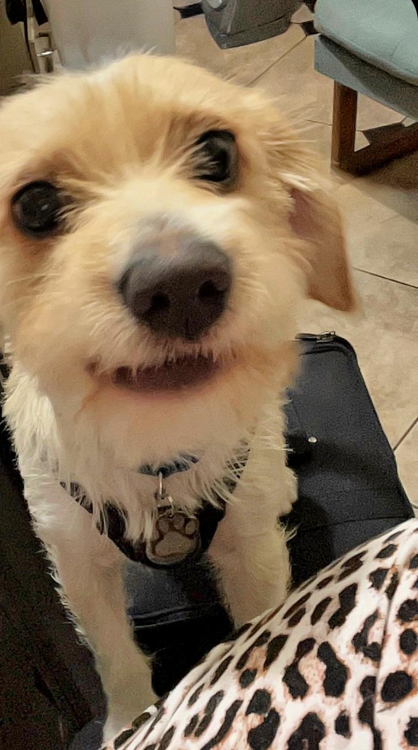 Rufus is very mellow, a Adoptable mixed breed in Redondo Beach, CA image 5/6