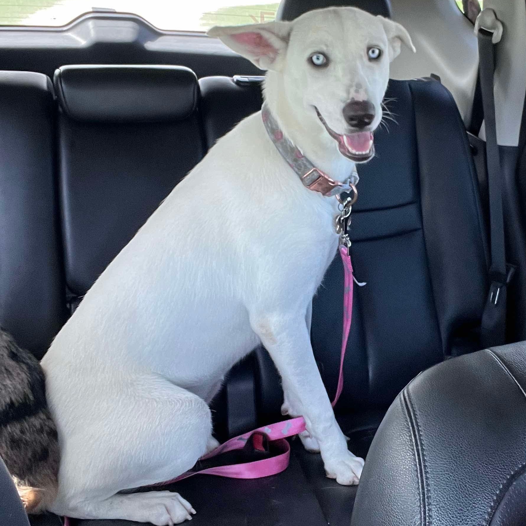 Enlarge Blulee, a Adopted mixed breed in New Brunswick, NJ image 3/6