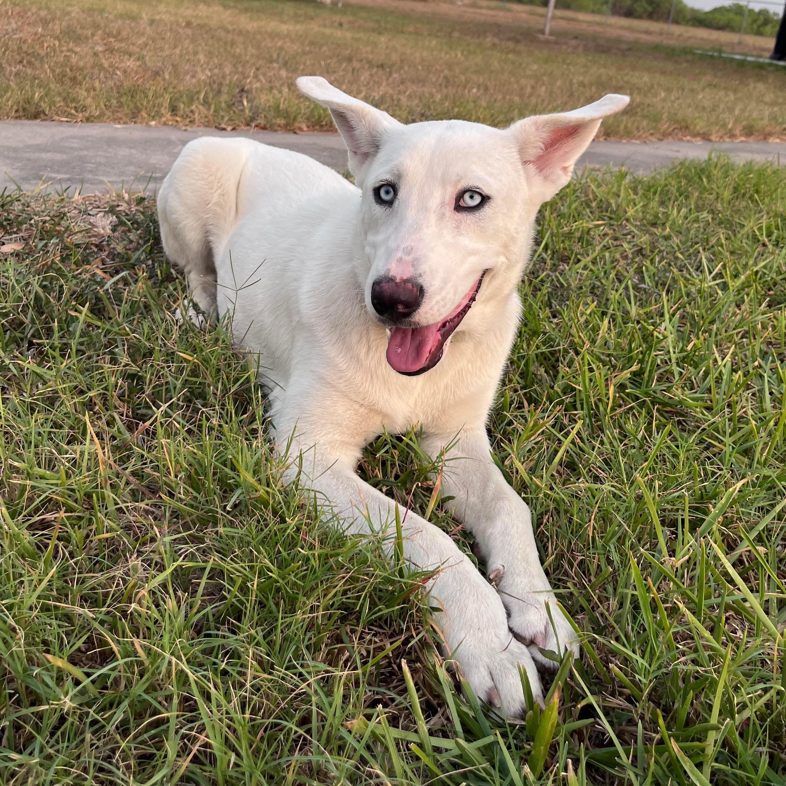 Enlarge Blulee, a Adopted mixed breed in New Brunswick, NJ image 5/6