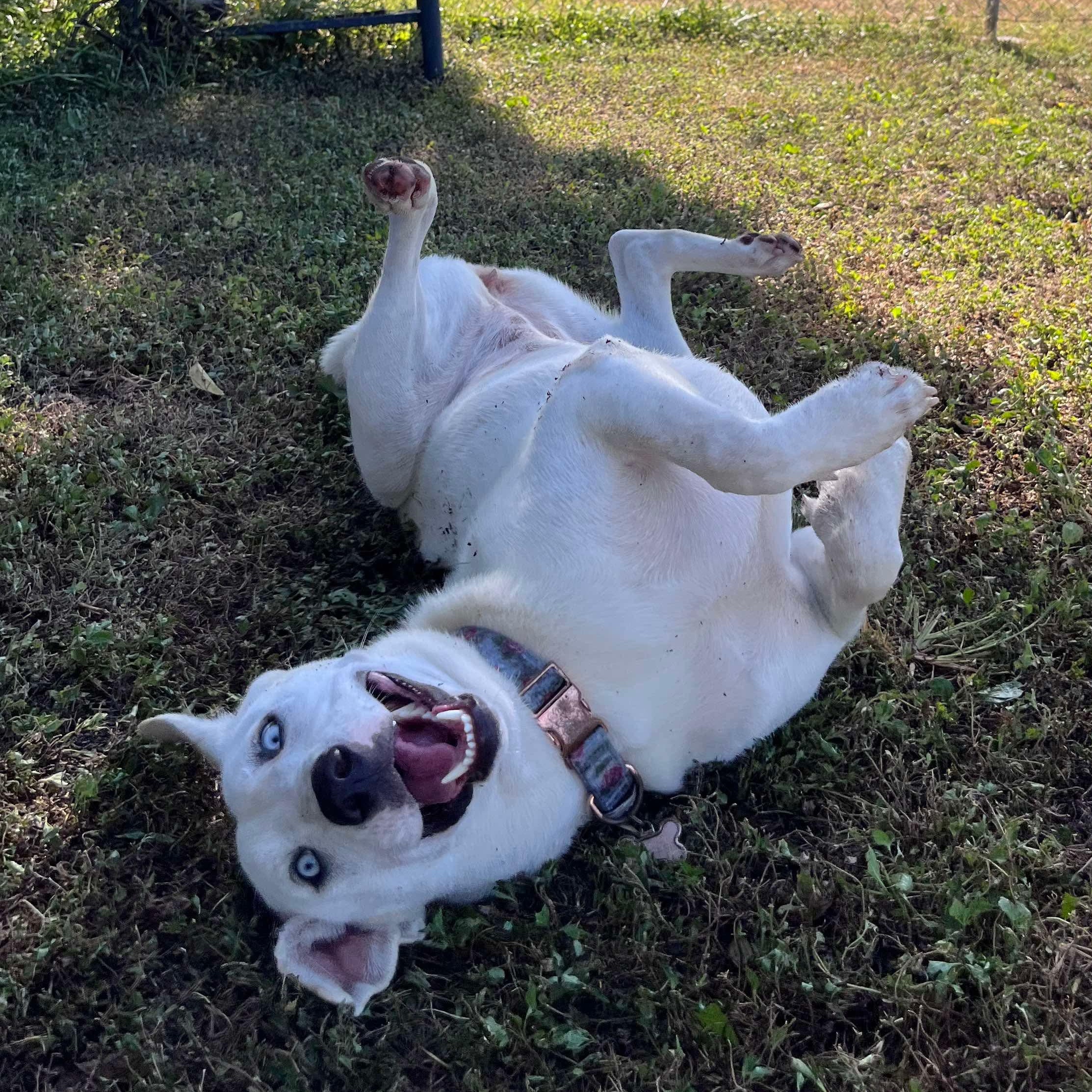 Blulee, Adopted, Adult Female Shepherd & Husky.
