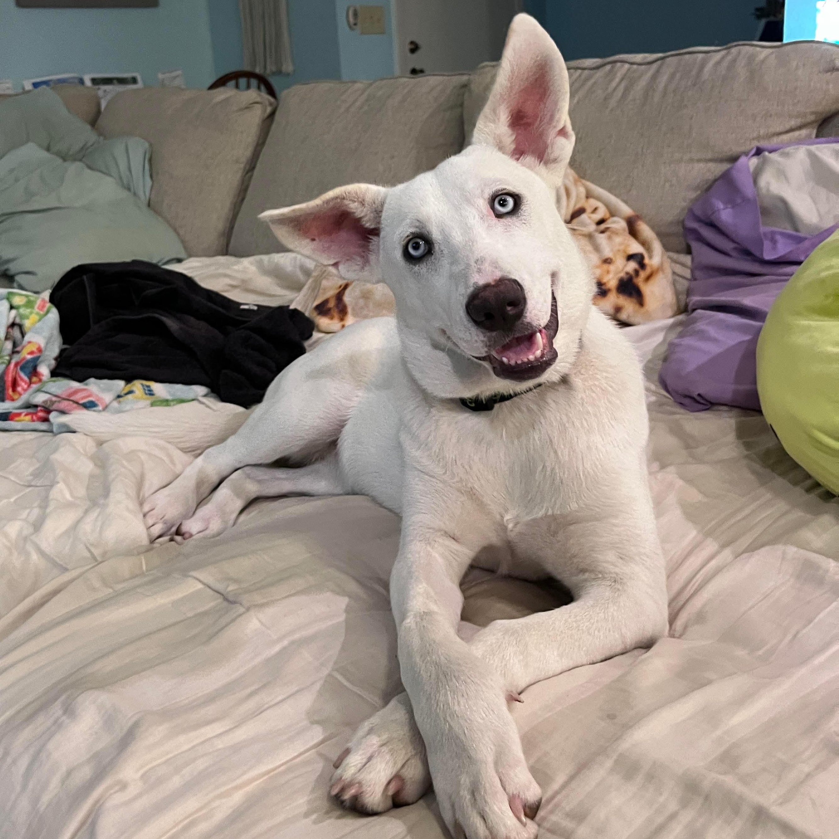 Enlarge Blulee, a Adopted mixed breed in New Brunswick, NJ image 4/6