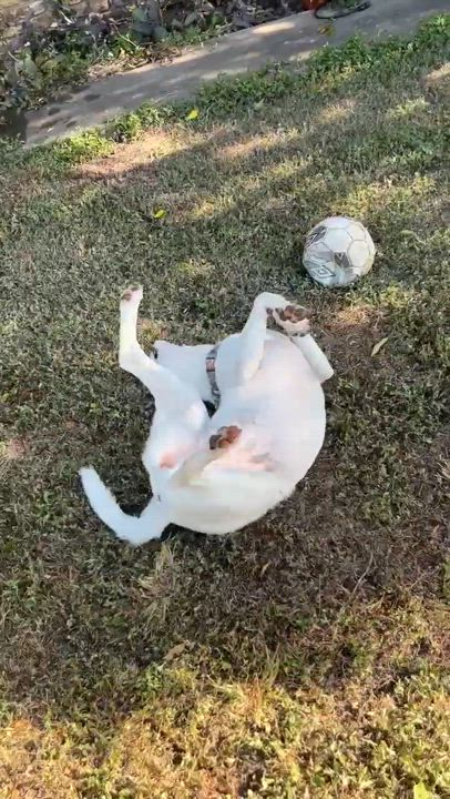 Enlarge Blulee, a Adopted mixed breed in New Brunswick, NJ video 6/6