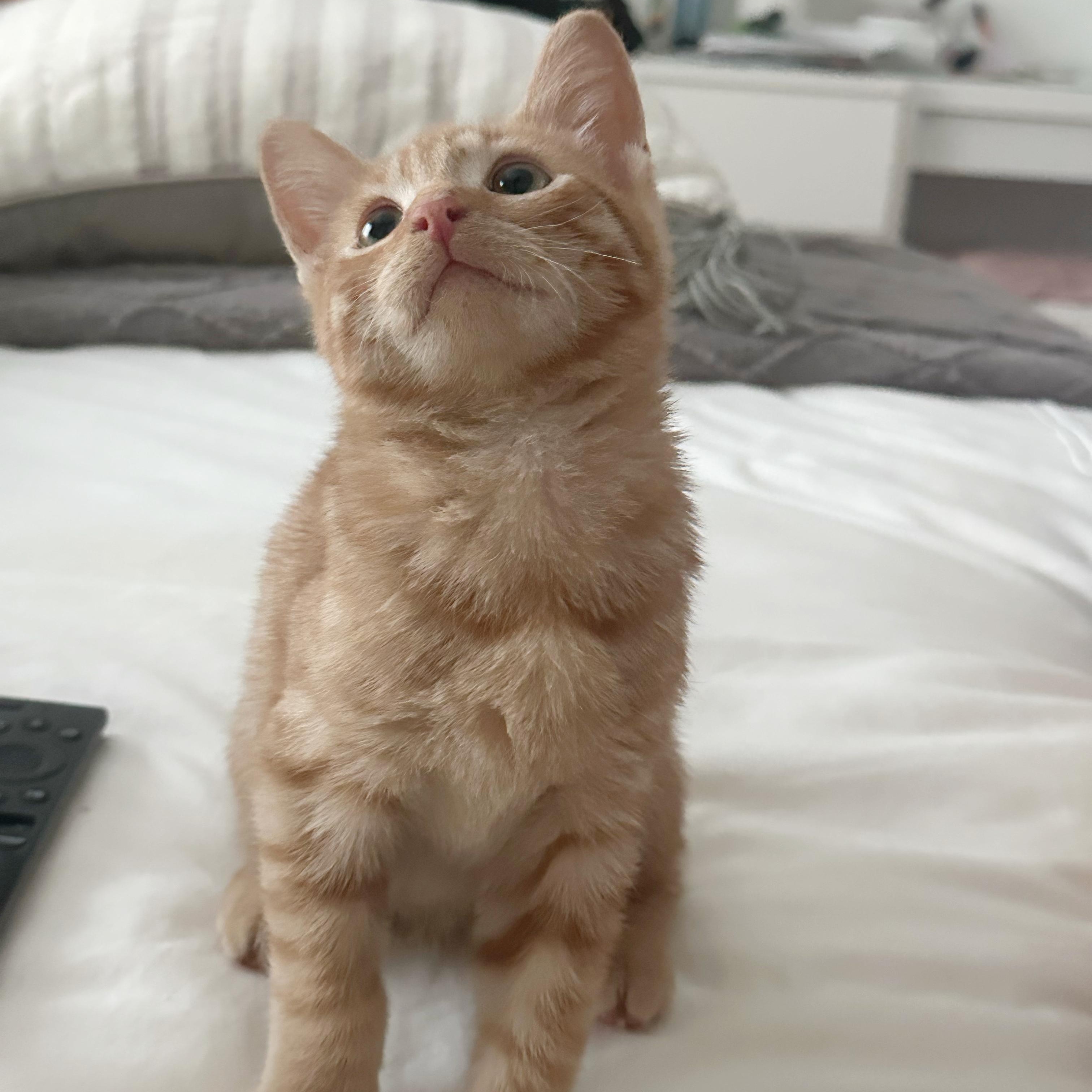 Bizli Tater Tot (A132149) photo 6