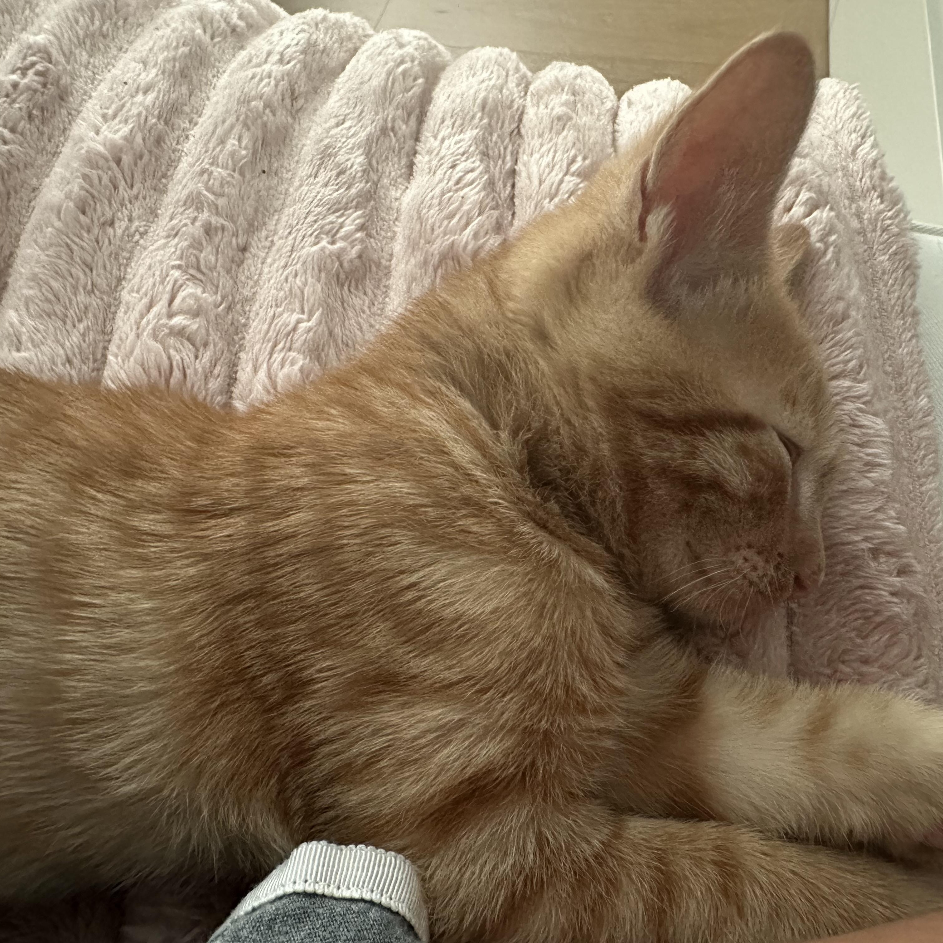 Bizli Tater Tot (A132149) photo 5