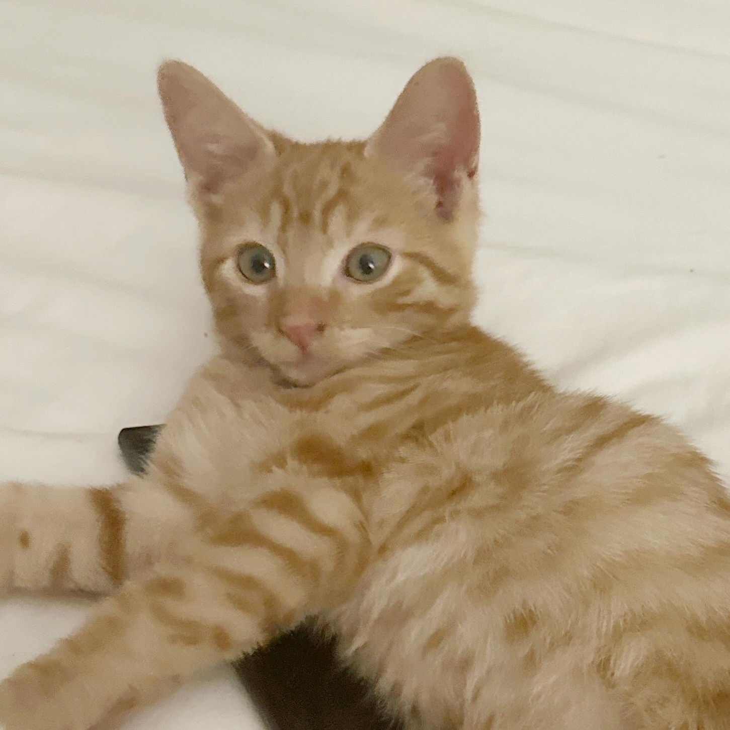 Bizli Tater Tot (A132149) photo 4