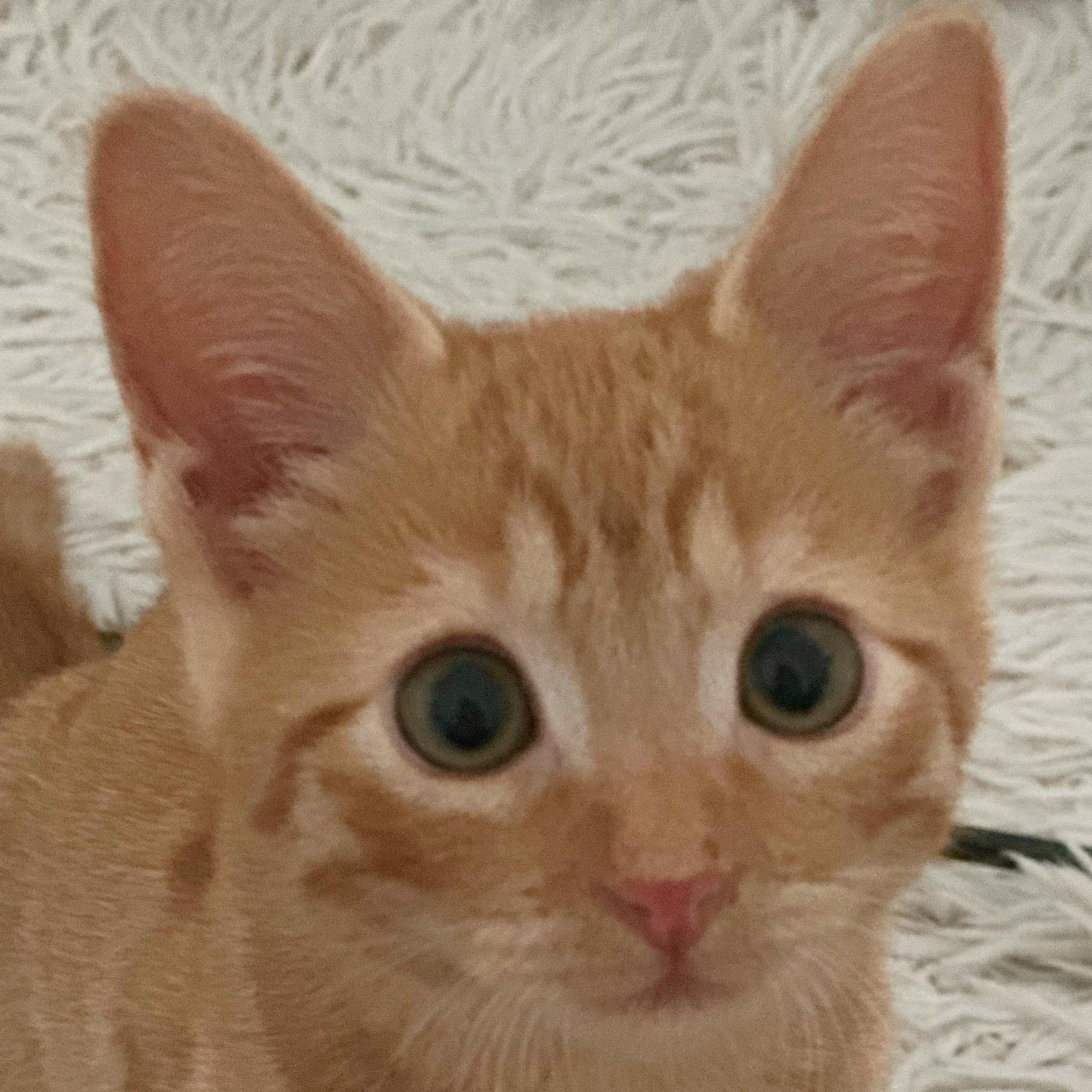 Bizli Tater Tot (A132149)