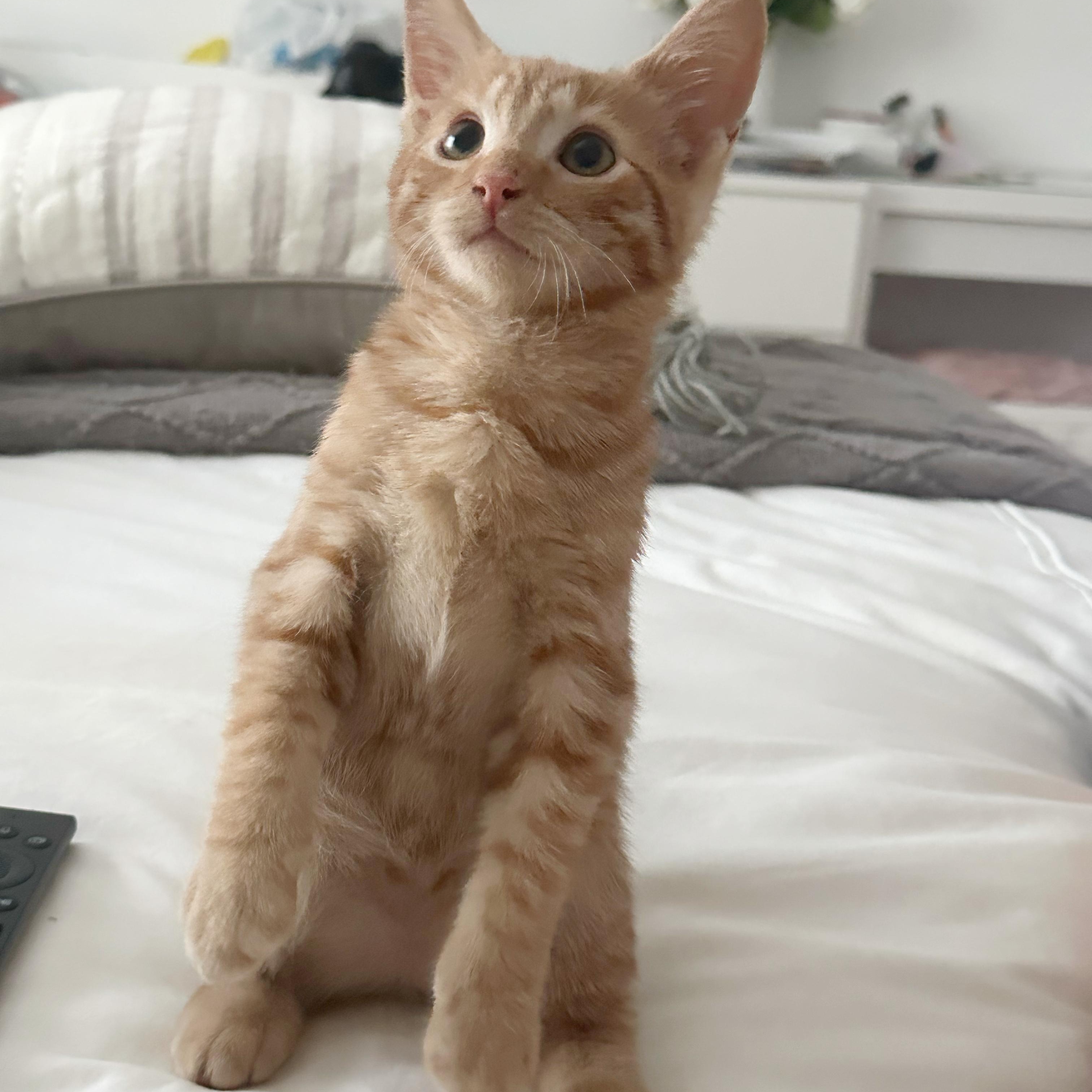 Bizli Tater Tot (A132149) photo 3