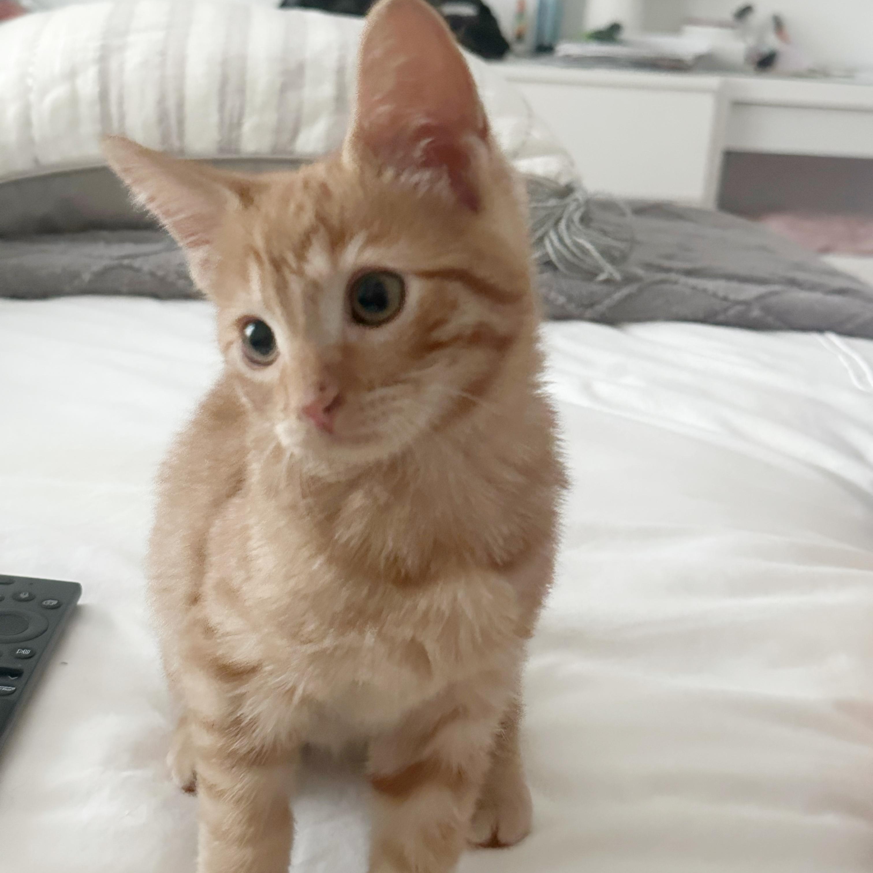 Bizli Tater Tot  (A132149) photo 2