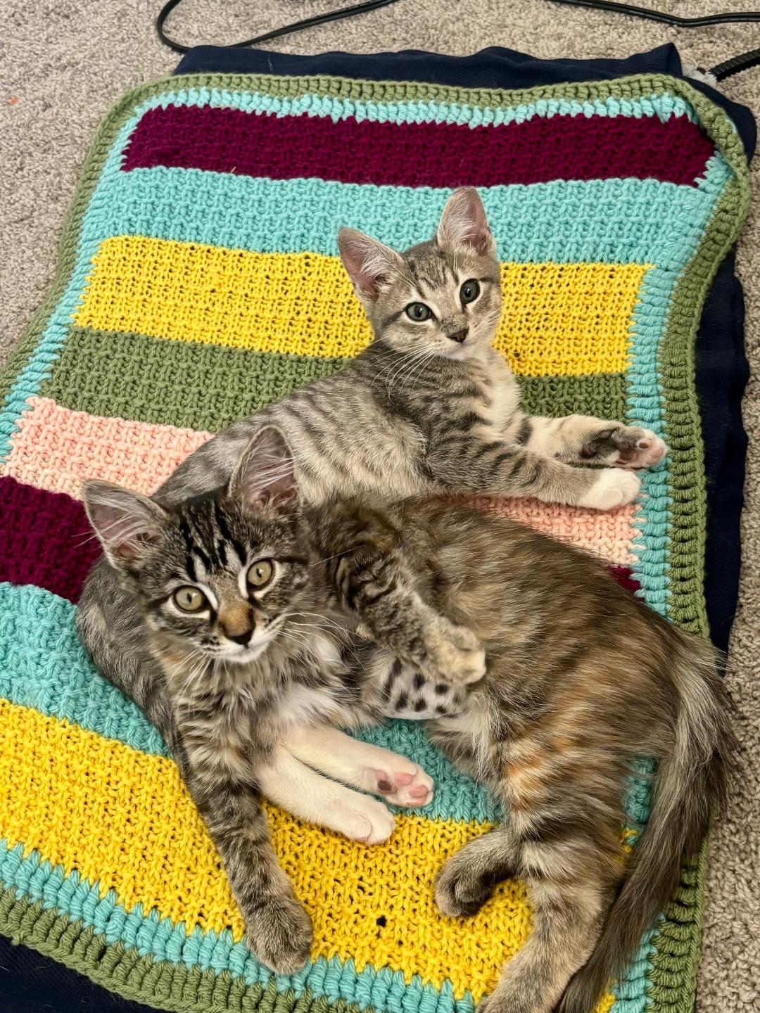 Shelly & Cooper, ADOPTABLE, Kitten Female Domestic Medium Hair.