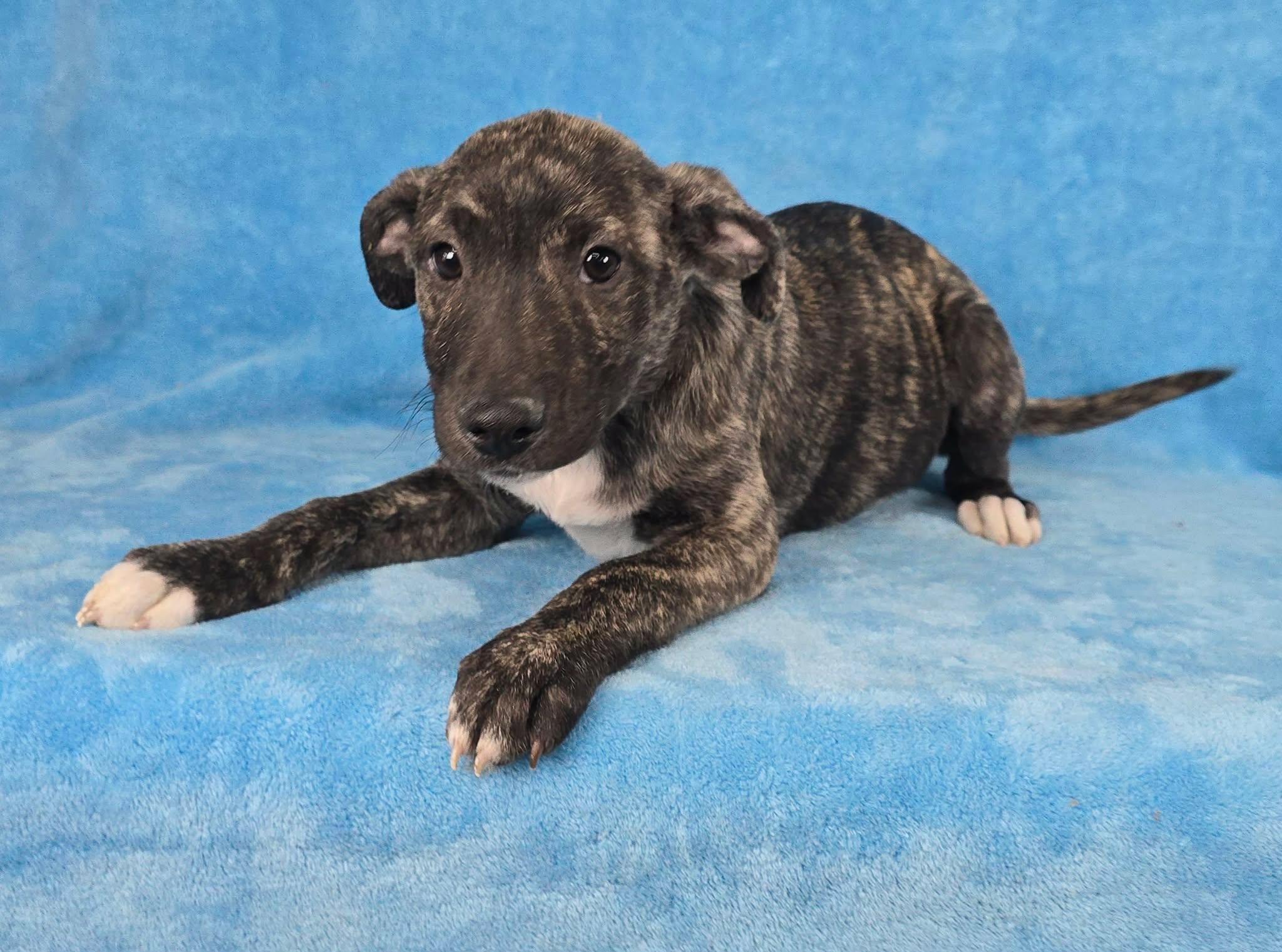 Enlarge Tiznow, a Adoptable mixed breed in Newport, TN image 3/4