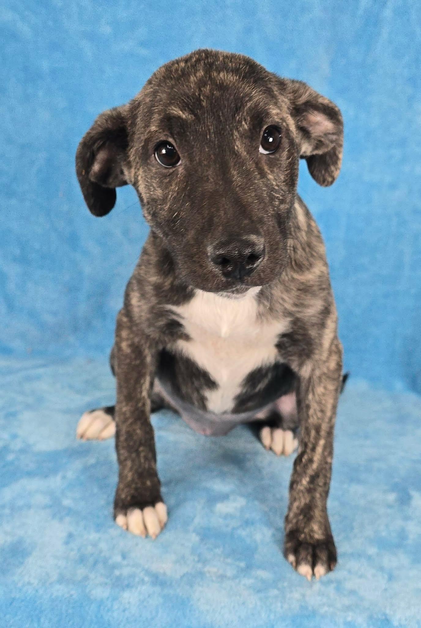 Enlarge Tiznow, a Adoptable mixed breed in Newport, TN image 4/4