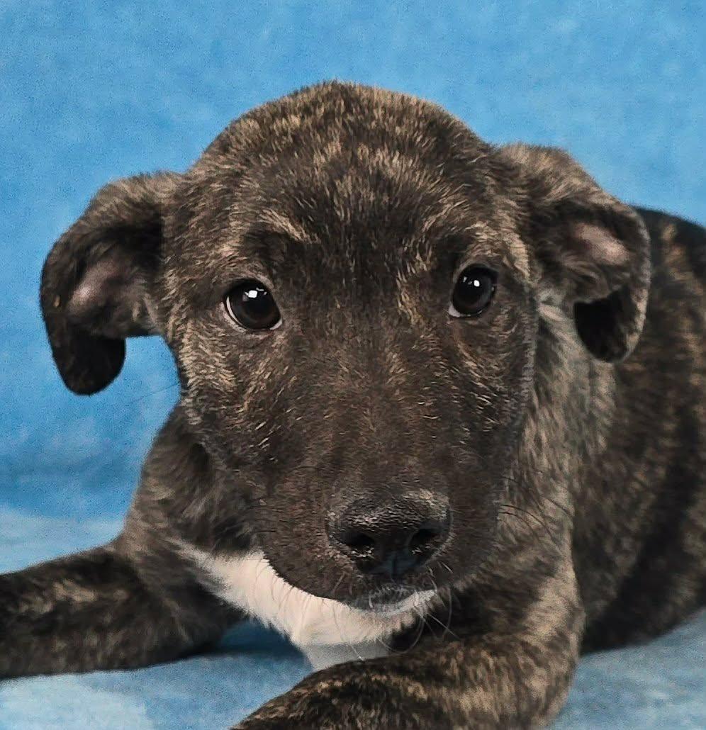 Enlarge Tiznow, a Adoptable mixed breed in Newport, TN image 2/4