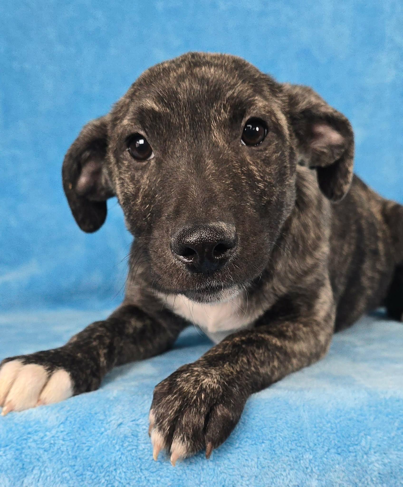 Enlarge Tiznow, a Adoptable mixed breed in Newport, TN image 1/4