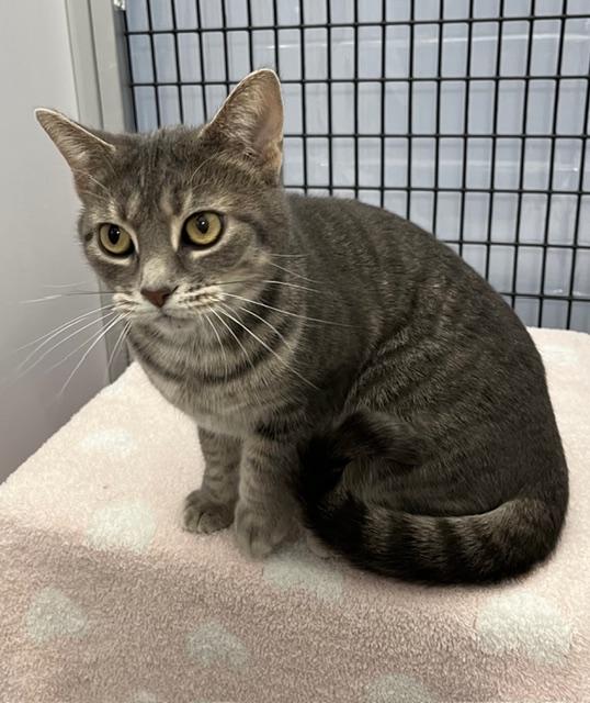 Woozle *, Adoptable, Adult Female Domestic Short Hair.