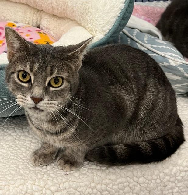 Enlarge Woozle *, a Adoptable Domestic Short Hair in Douglas, MI image 2/2