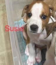 Susie, Adopted, Puppy Female Mixed Breed.