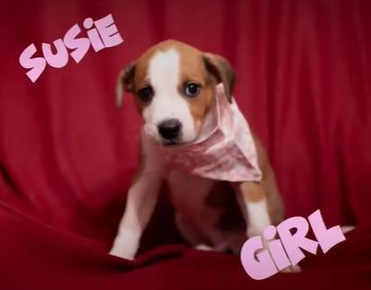 Susie, a Adopted mixed breed in North Augusta, SC image 2/4