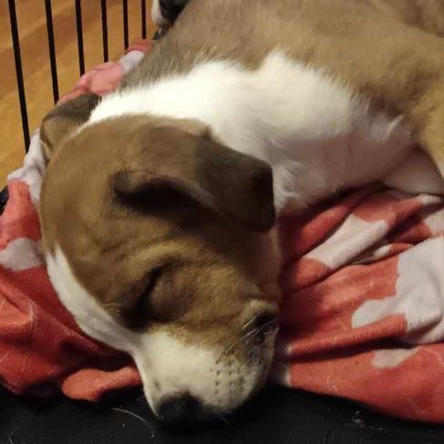 Susie, a Adopted mixed breed in North Augusta, SC image 3/4