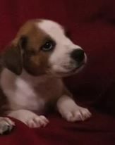 Susie, a Adopted mixed breed in North Augusta, SC image 4/4