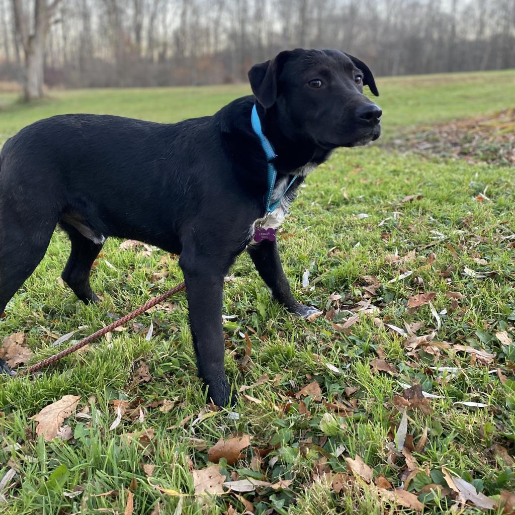 Enlarge PHILLIE~GRADUATED FROM PAWS-IN-PRISON., a Adoptable mixed breed in Union City, PA image 1/6