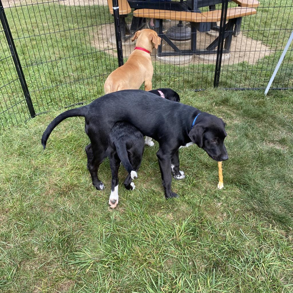 Enlarge PHILLIE~GRADUATED FROM PAWS-IN-PRISON., a Adoptable mixed breed in Union City, PA image 3/6