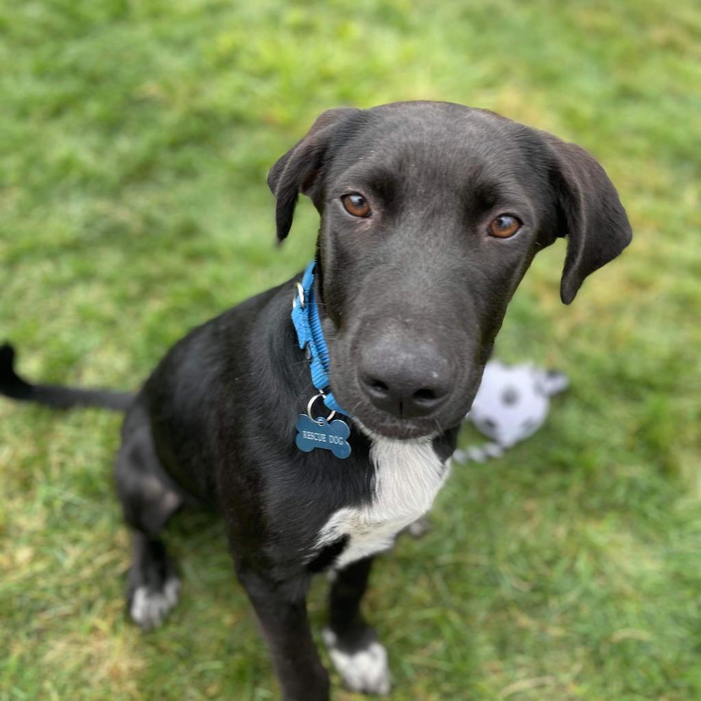 Enlarge PHILLIE~GRADUATED FROM PAWS-IN-PRISON., a Adoptable mixed breed in Union City, PA image 4/6