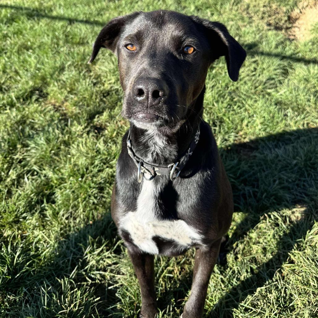 Enlarge PHILLIE~GRADUATED FROM PAWS-IN-PRISON., a Adoptable mixed breed in Union City, PA image 4/6