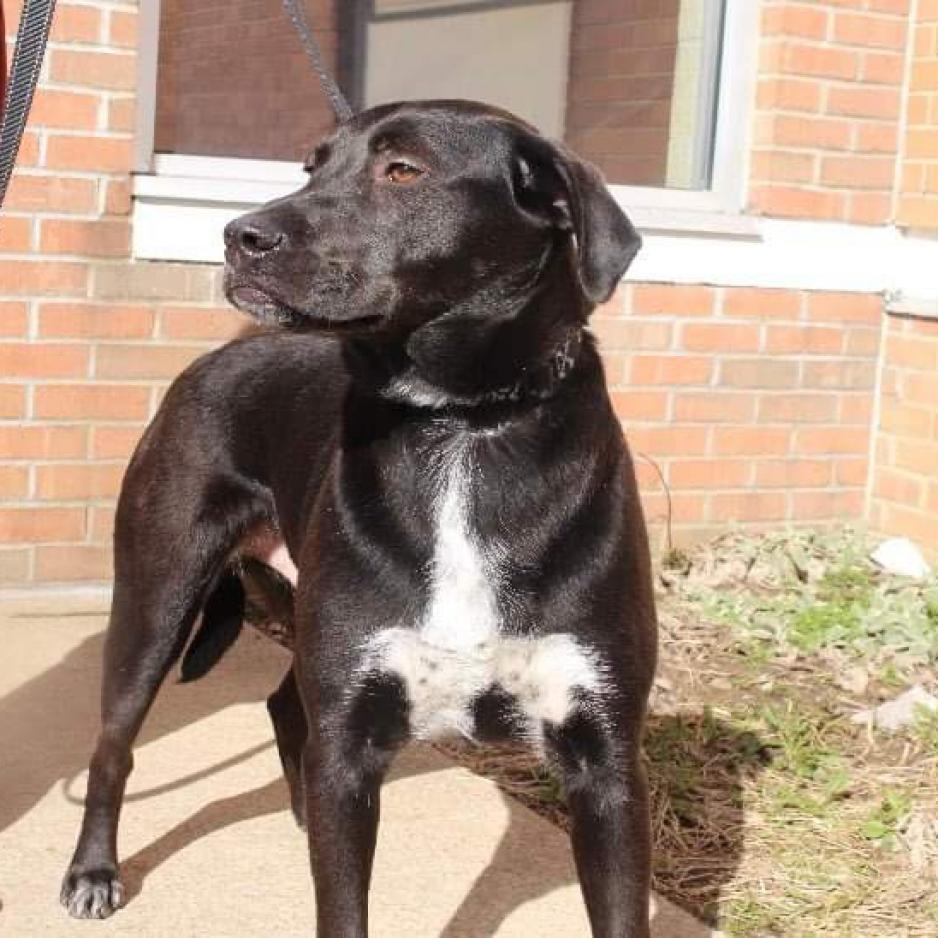Enlarge PHILLIE~GRADUATED FROM PAWS-IN-PRISON., a Adoptable mixed breed in Union City, PA image 5/6