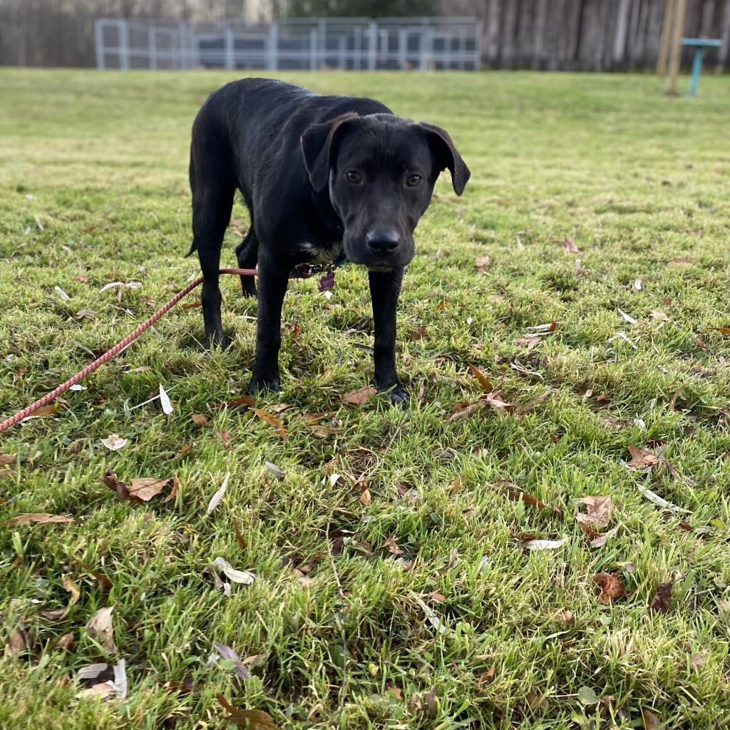 Phillie~graduated From Pawsinprison. thumbnail 6