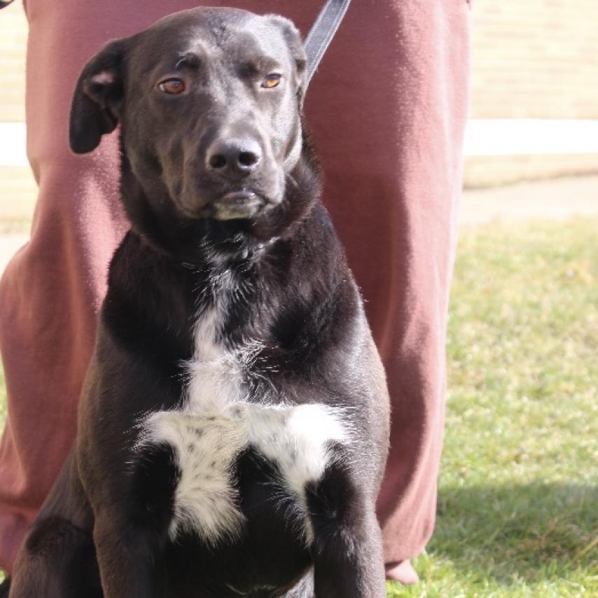 Enlarge PHILLIE~GRADUATED FROM PAWS-IN-PRISON., a Adoptable mixed breed in Union City, PA image 6/6