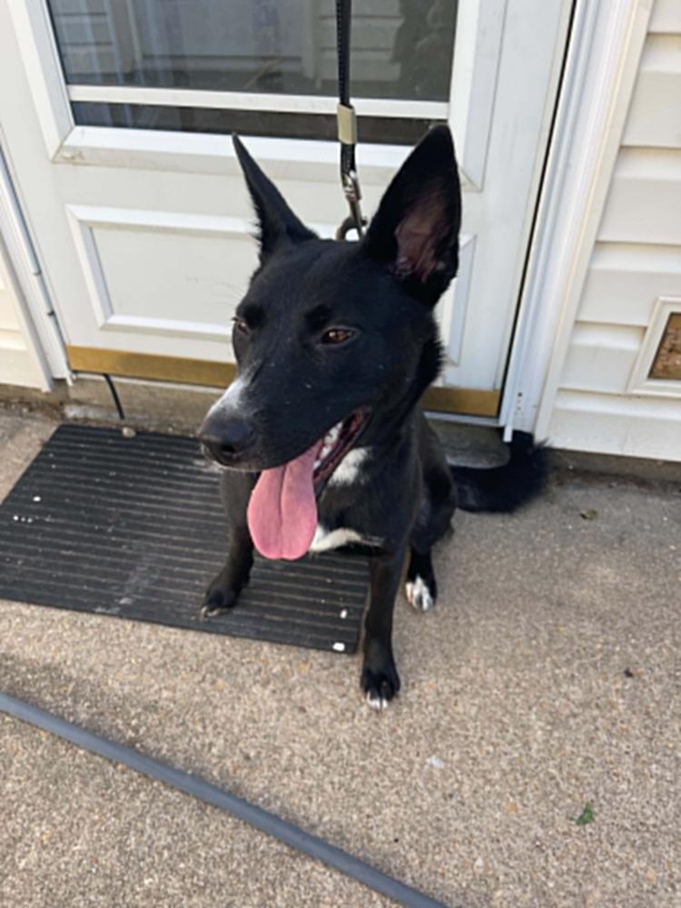 Majesty, a Adoptable mixed breed in Dutton, VA image 2/2