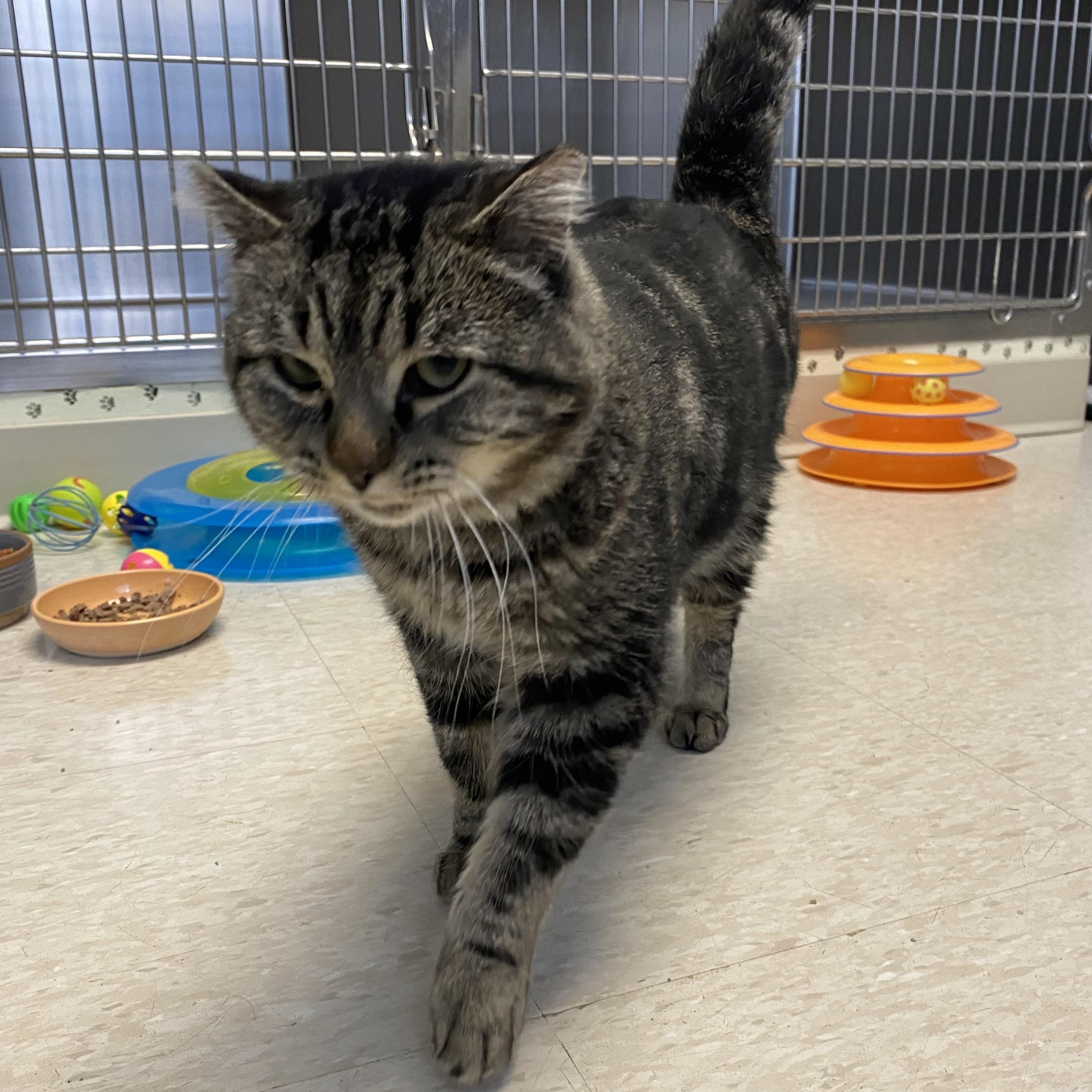 Whisper, a Adoptable Domestic Short Hair in Choteau, MT image 2/2