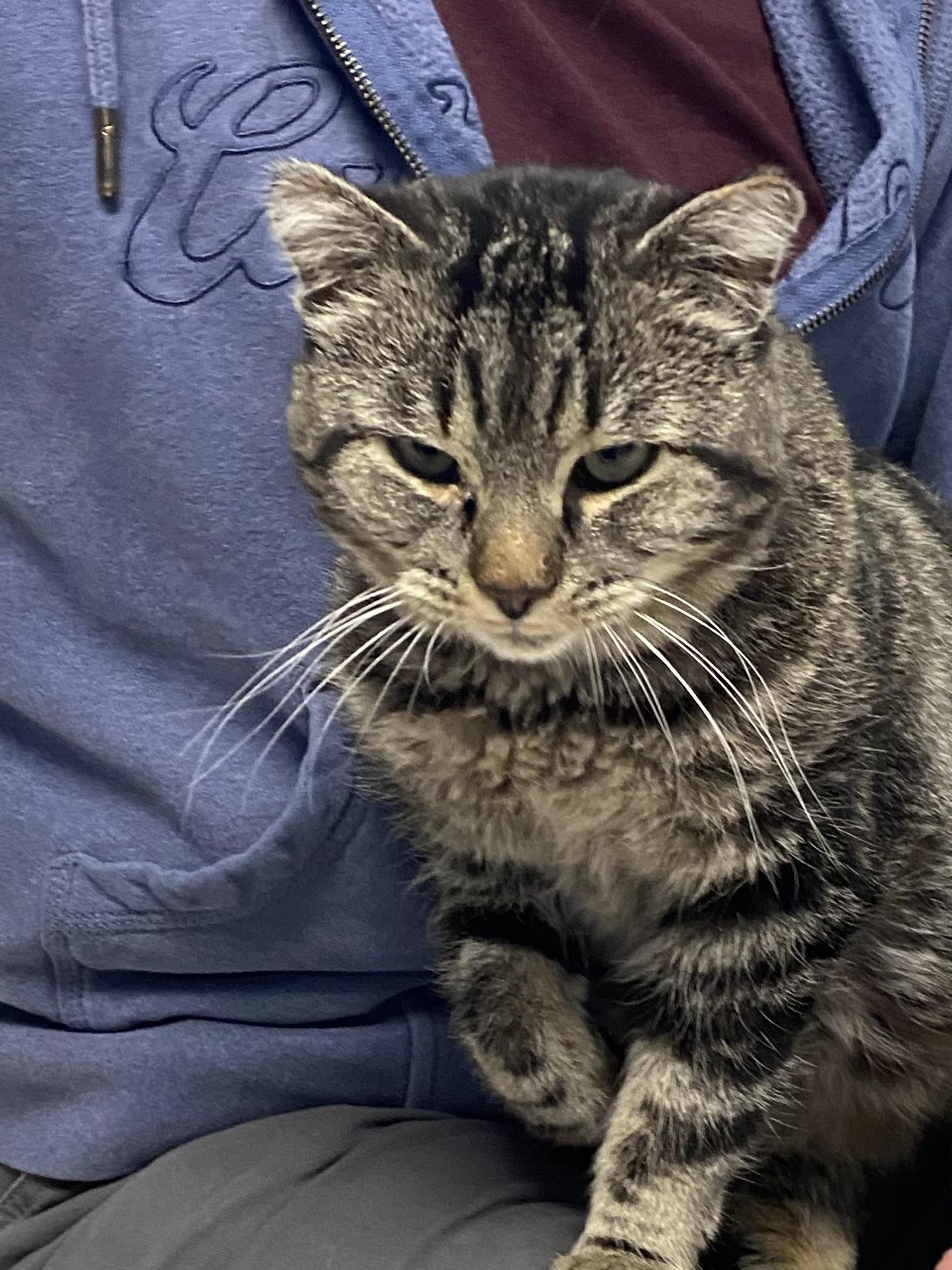 Whisper, Adoptable, Adult Female Domestic Short Hair.