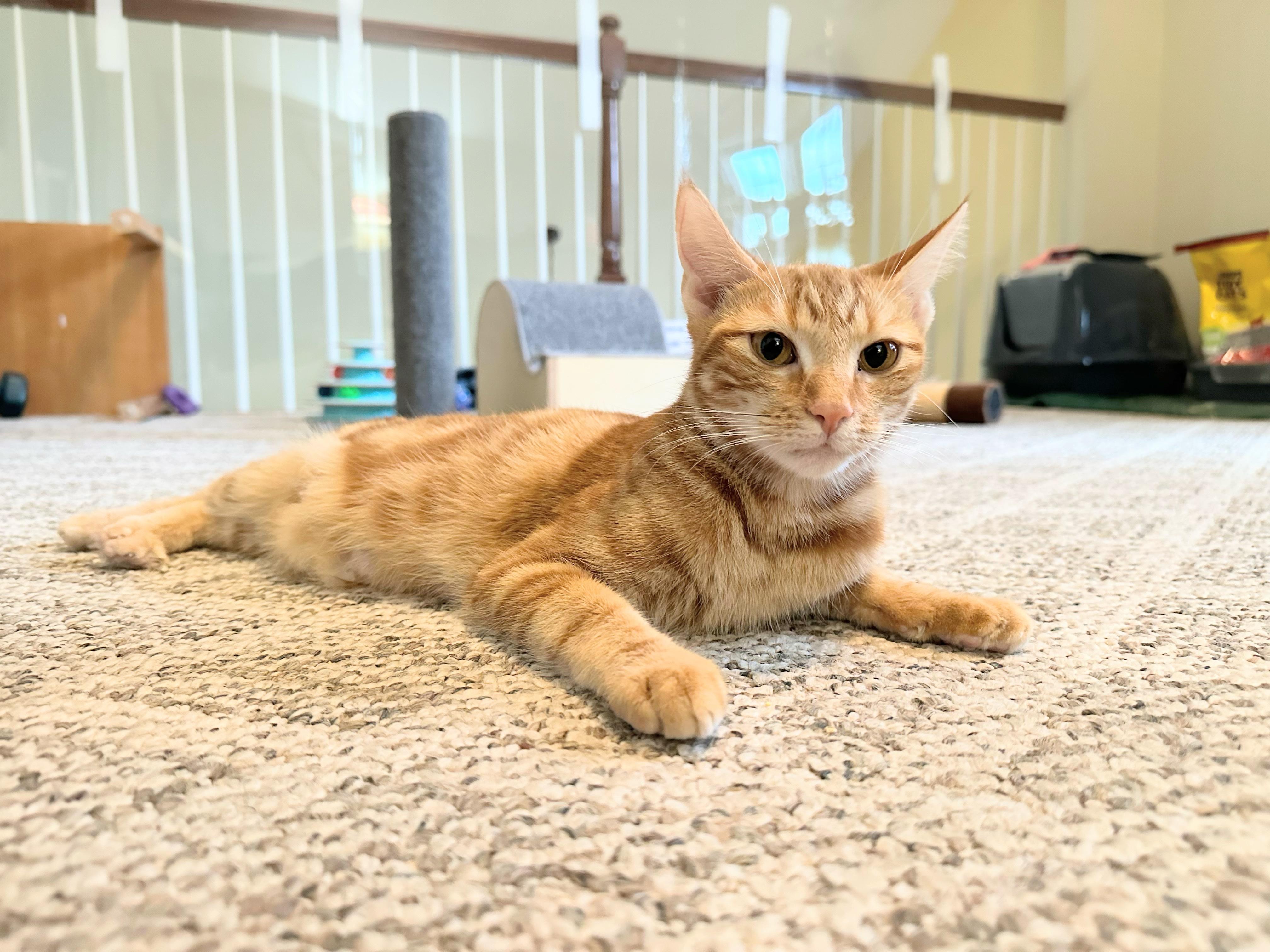 Enlarge Ginny, a Adoptable Domestic Short Hair in Enfield, CT image 2/3