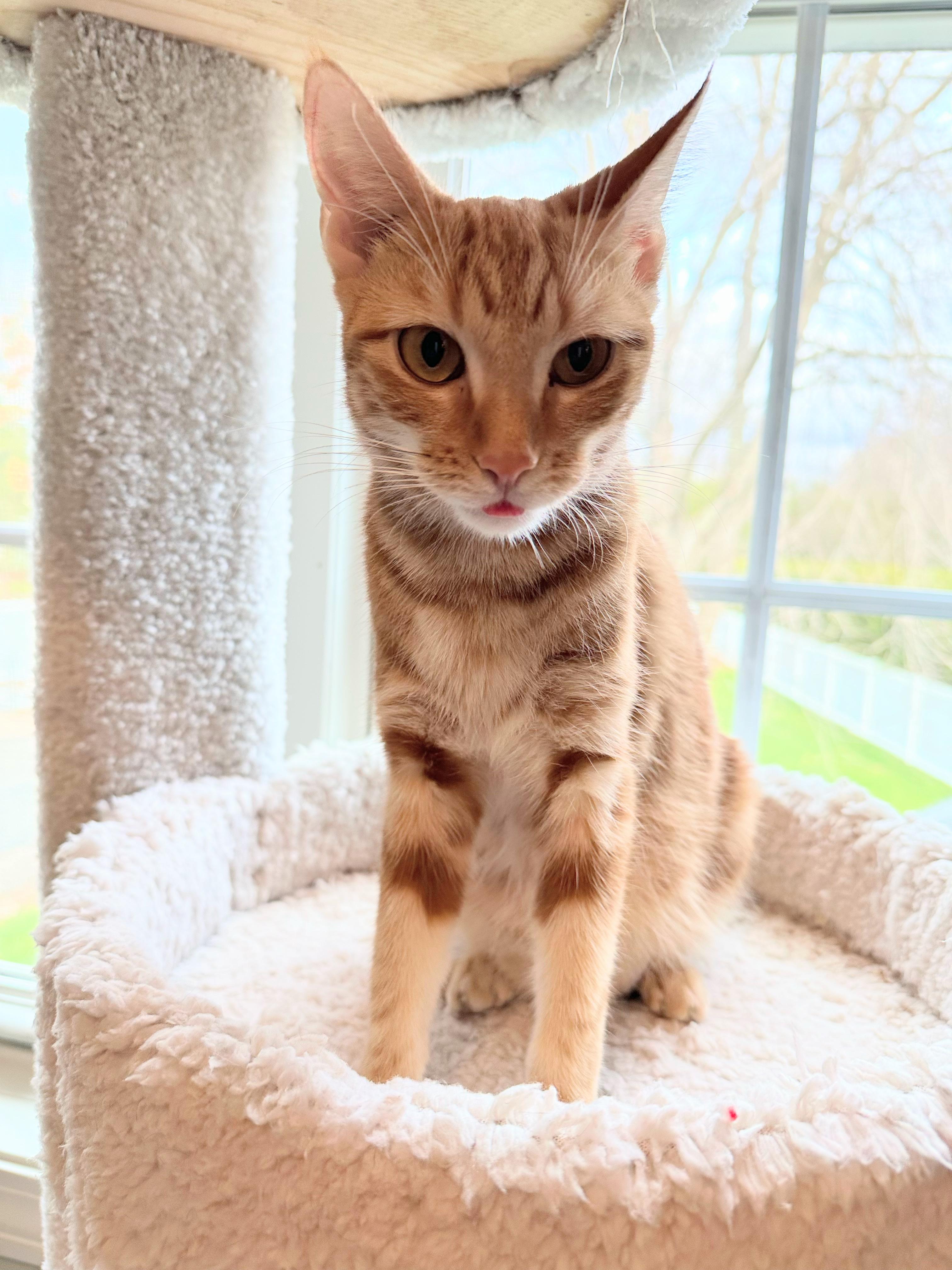 Ginny, Adoptable, Young Female Domestic Short Hair.