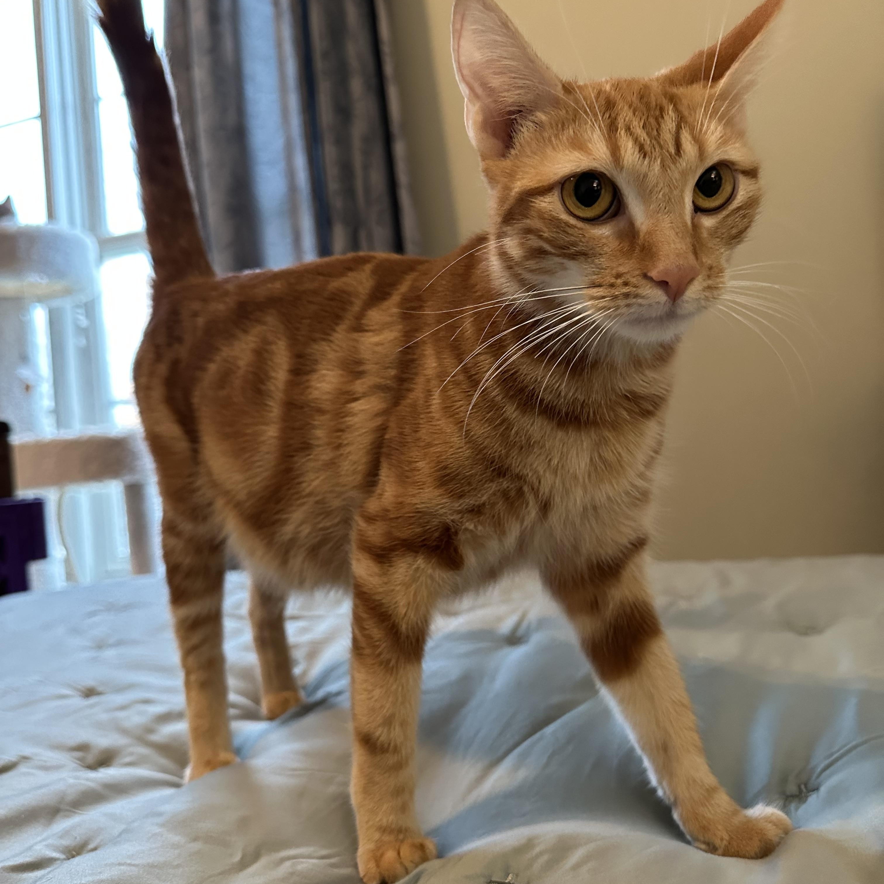 Ginny, Adoptable, Young Female Domestic Short Hair.