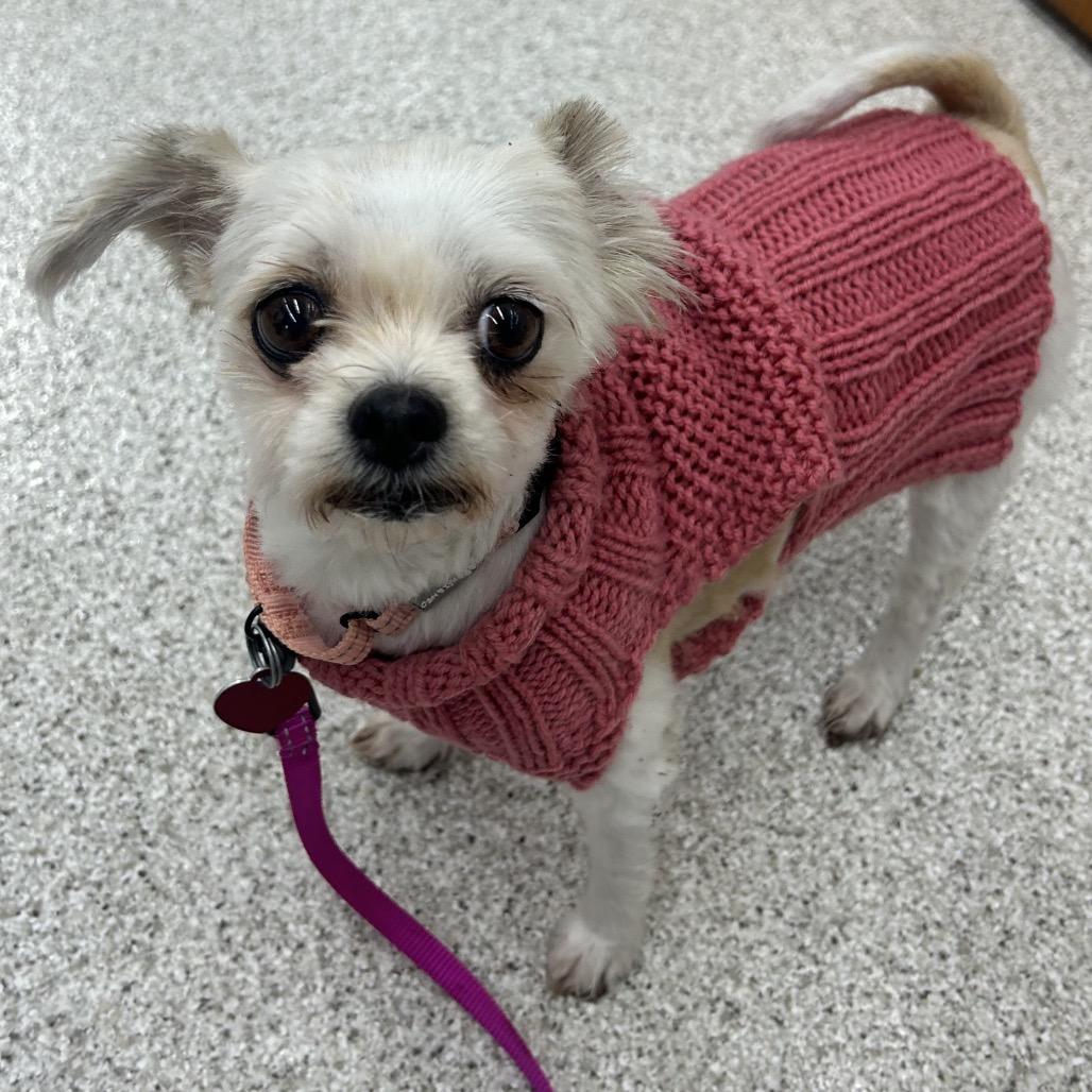 GLADYS, Adoptable, Adult Female Shih Tzu & Mixed Breed.