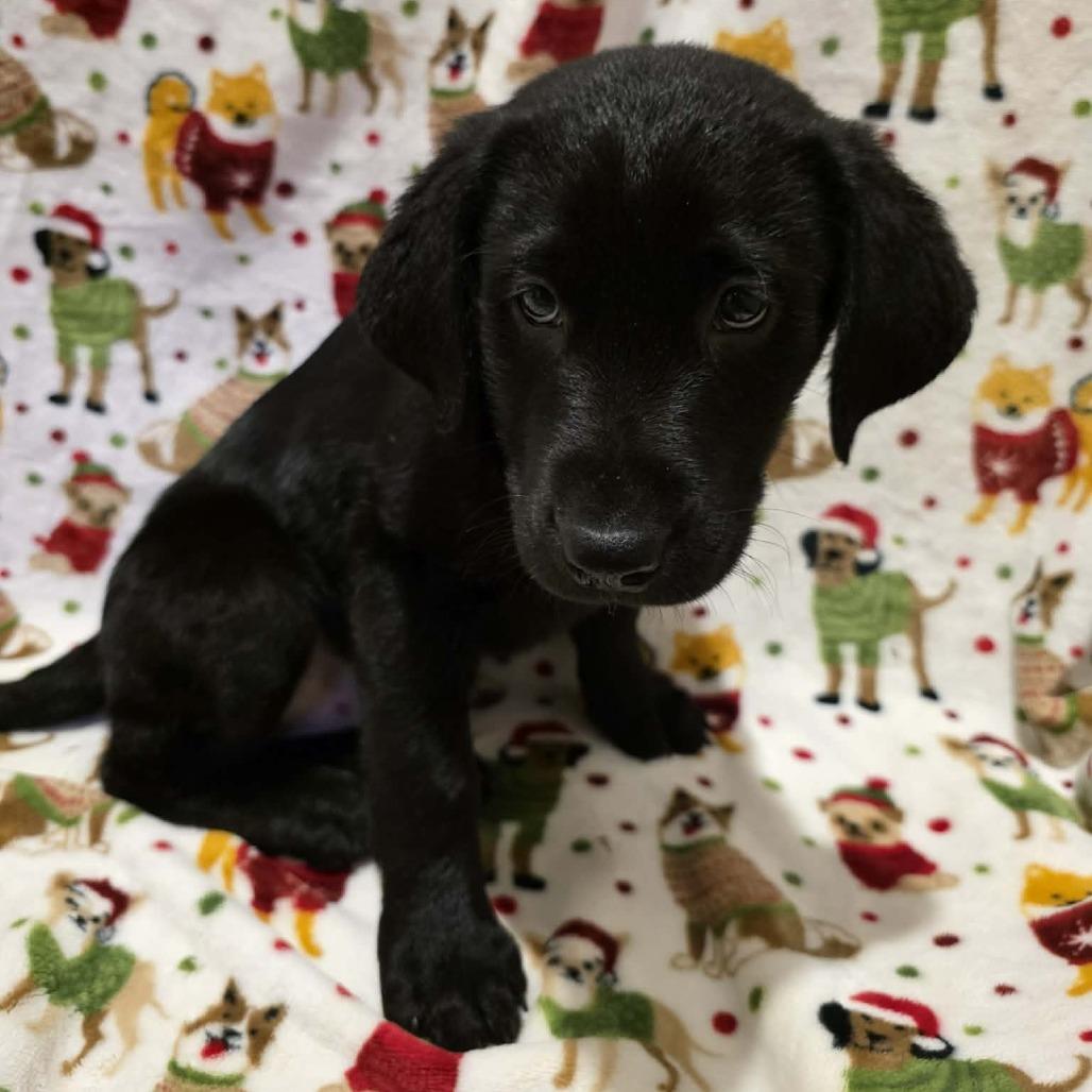 Rowdy, Adoptable, Puppy Male Black Labrador Retriever.