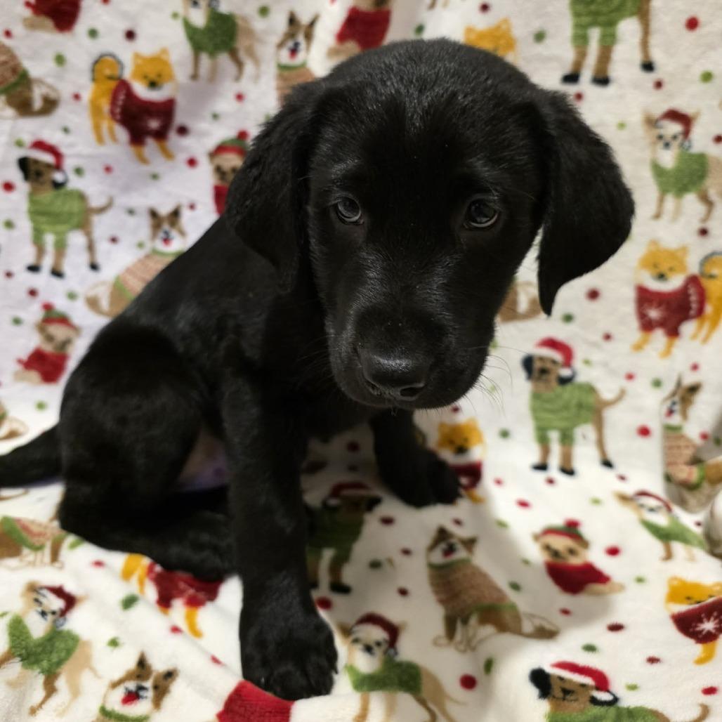 Enlarge Rowdy, a Adoptable Black Labrador Retriever in Baldwin, WI image 2/4