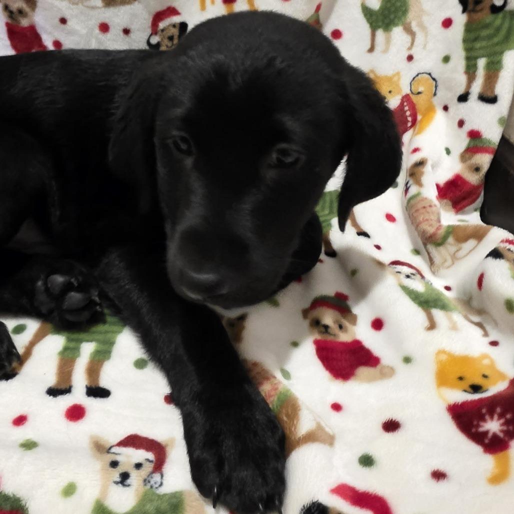 Enlarge Rowdy, a Adoptable Black Labrador Retriever in Baldwin, WI image 3/4