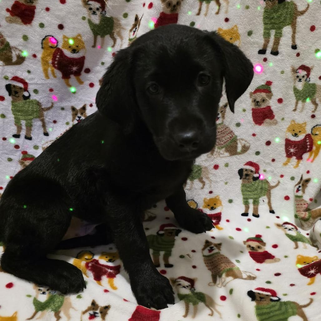Enlarge Rowdy, a Adoptable Black Labrador Retriever in Baldwin, WI image 4/4