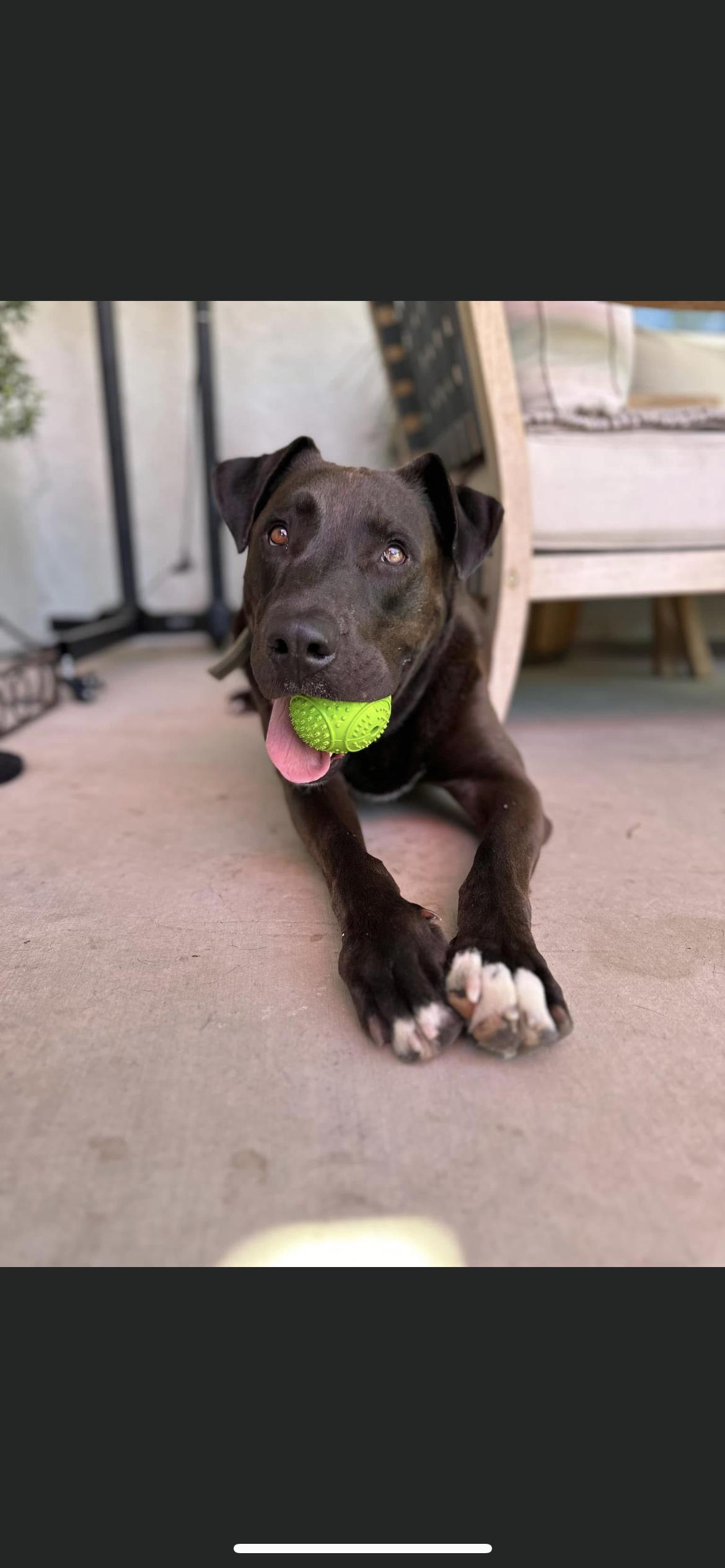 David, Adoptable, Adult Male Labrador Retriever & American Bulldog.