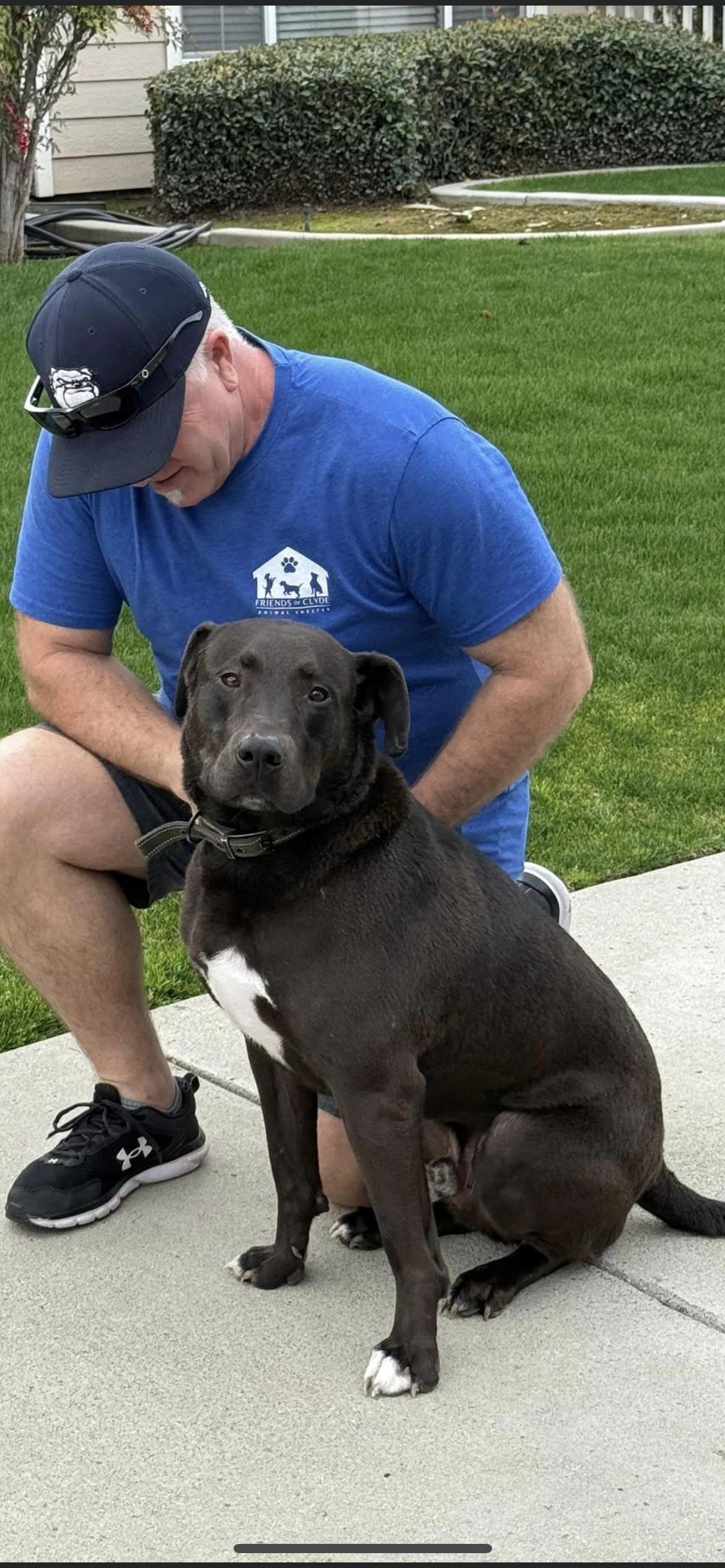 Enlarge David, a Adoptable mixed breed in Hamden, CT image 4/6