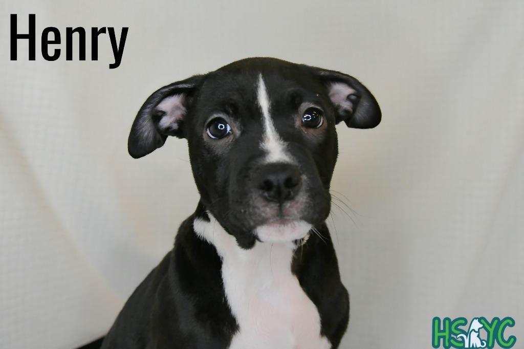Henry, Adoptable, Puppy Male Terrier.