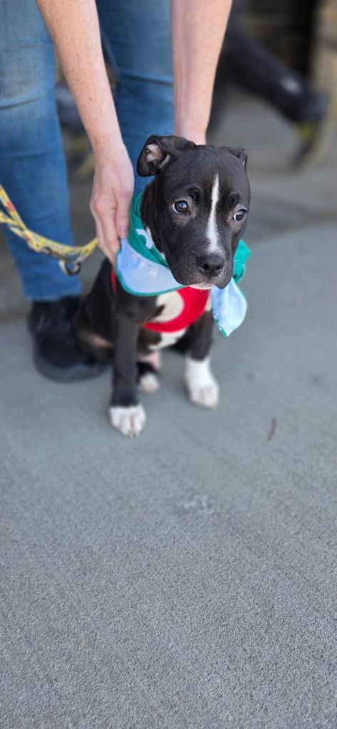 Enlarge Henry, a Adoptable mixed breed in Fort Mill, SC image 2/4