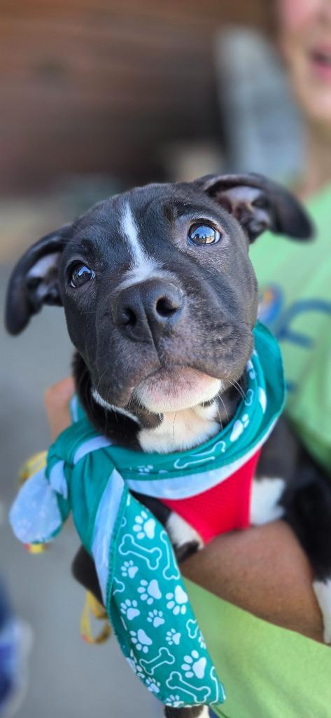 Enlarge Henry, a Adoptable mixed breed in Fort Mill, SC image 3/4