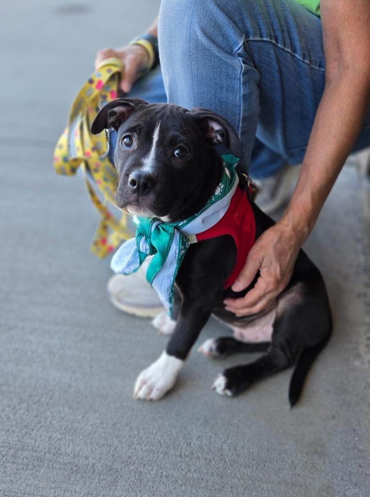 Enlarge Henry, a Adoptable mixed breed in Fort Mill, SC image 4/4